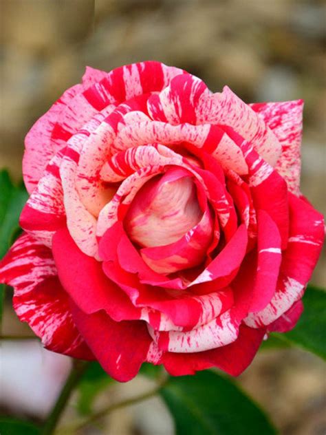 10 Rose Rosa Bush Shrub Perennial Flower Seeds Fw94060 Etsy