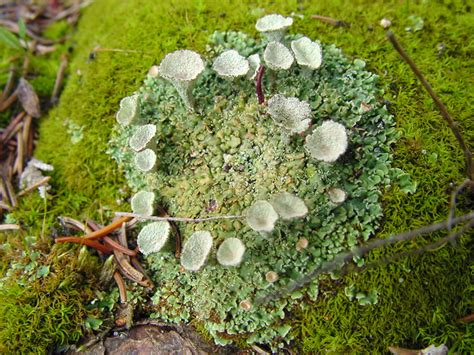 Lichen Biology