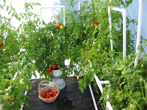 Growing Tomatoes in a Greenhouse