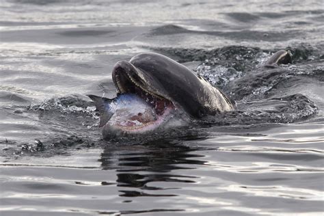 How is Scotland’s east coast bottlenose dolphin population doing