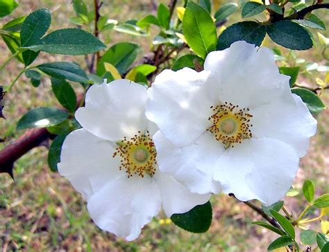 Cherokee rose georgia state flower – Artofit