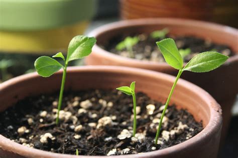 Plant a Seed in a Pot! – Local Earth