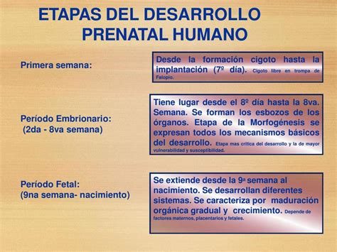 Etapas Del Desarrollo Prenatal Humano Trishina Mamani Udocz