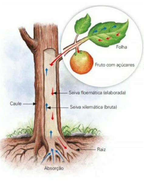 De acordo com a imagem acima é correto afirmar que a seiva A) bruta é ...
