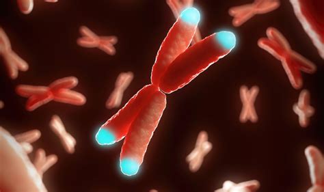 Compacting The Yeast Genome Into A Single Chromosome Asian Scientist