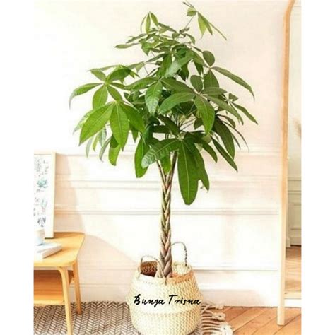 Jual Tanaman Hias Pohon Duit Pachira Money Tree Tinggi Plus Pot