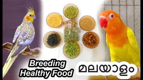 African Lovebird Cockatiel breeding Food in Malayalam മലയള