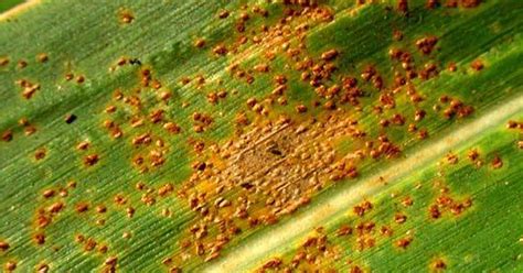 Disease Southern Rust FMC Ag US