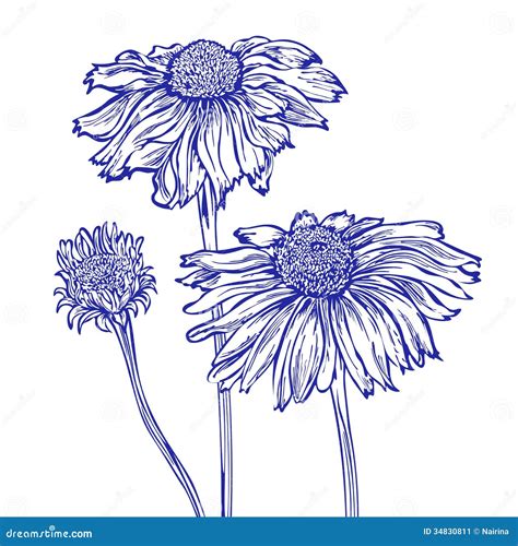 Flower marguerite stock vector. Illustration of floral - 34830811