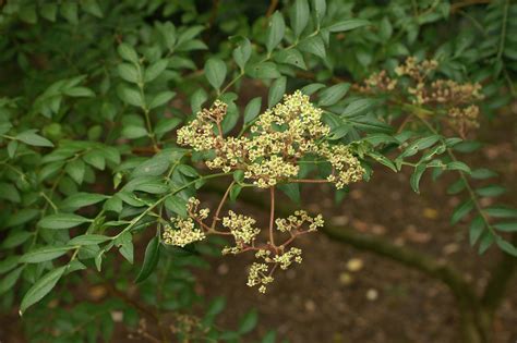 Zanthoxylum piperitum | Japan pepper, Japanese prickly-ash - Van den ...