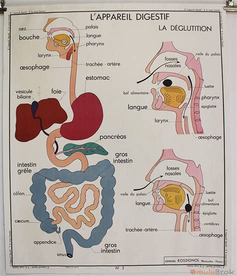 Affiche Corps Humain Et Appareil Digestif MuluBrok