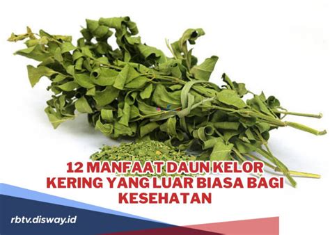 Berita Terbaru Hari Ini Cara Mengolah Daun Kelor Kering