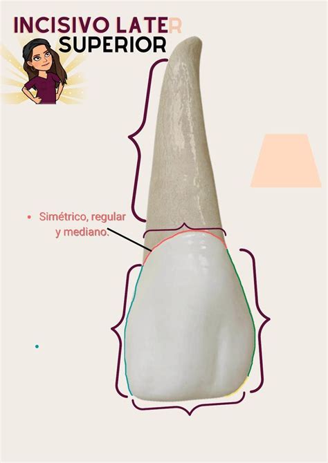 INCISIVO Anatomía dental Restauración dental Odontología