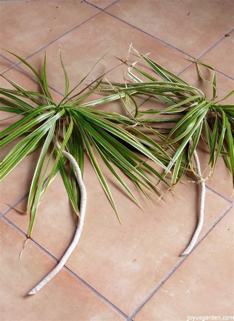 How To Prune A Dracaena Marginata Dragon Tree Dracaena Plant