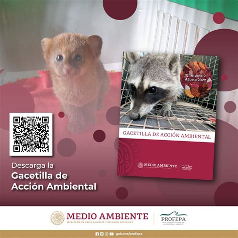 Profepa On Twitter Gacetilla De Acci N Ambiental Conoce Y