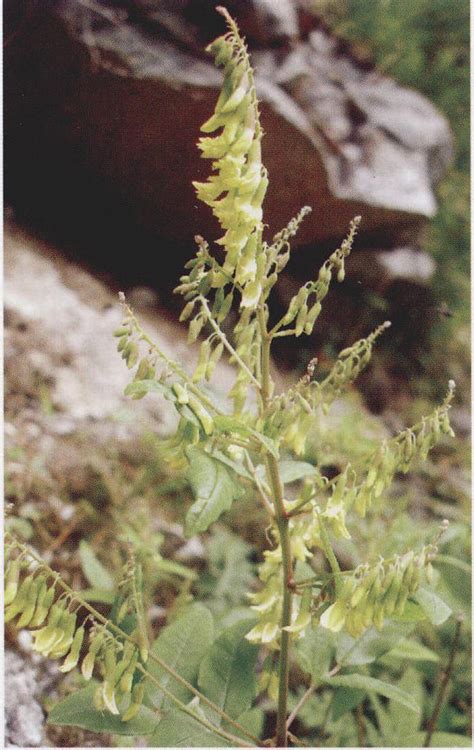 秦岭黄耆 秦巴野生植物 图片