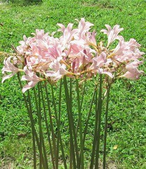 Bareroot Pink Spider Lily Surprise Lily Naked Lady Lily Resurrection