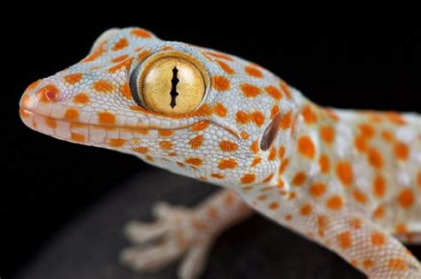 Tokeh Gekko Gecko Stock Photo Image Of Found Fauna 164480786