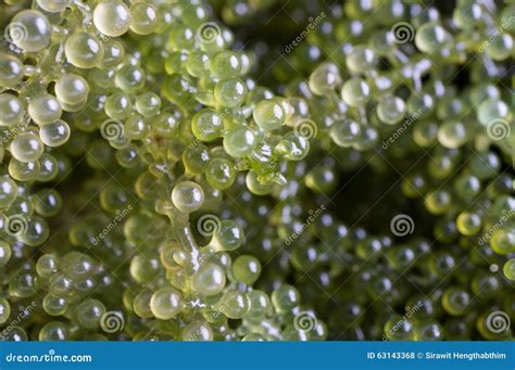 Seaweed ,Healthy Food , Oval Sea Grapes Seaweed Stock Photo - Image of iodine, diet: 63143368