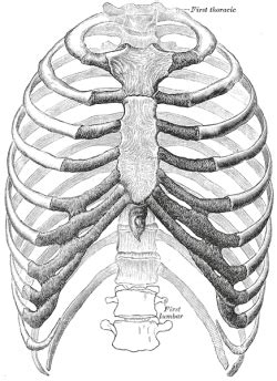 Rib Cage Secrets To Fibromyalgia Recovery - Health and Wellness ...