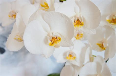 Phalaenopsis Orchid Crown Rot 10 Essential Tips For Treatment And