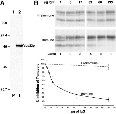 Biochemical Reconstitution Of Vps P Dependent Transport Between Donor