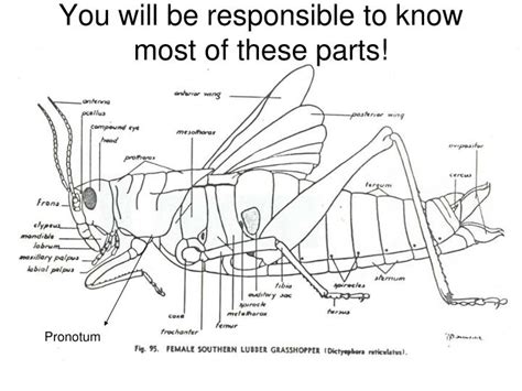 Ppt Grasshopper Dissection Powerpoint Presentation Id1901450