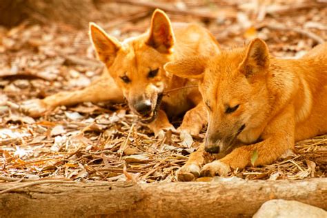 90+ Dingoes Australia Stock Photos, Pictures & Royalty-Free Images - iStock