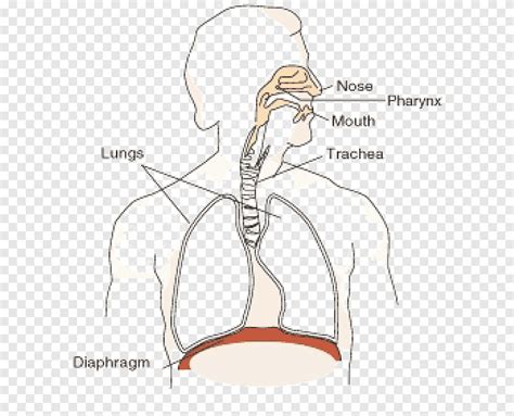 Respiratory System Diaphragm Function