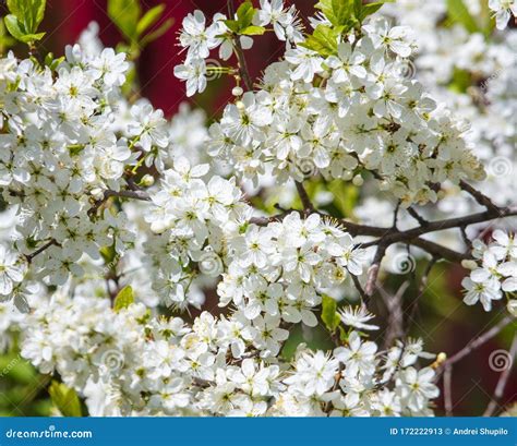 White Flowers On A Fruit Tree On Nature Stock Image Image Of Flower
