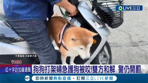 狗狗打架 婦人急護小狗反被咬 小腿血流不止送醫 兩狗打架飼主急保護反被咬 無繫繩員警將開罰│記者 連冠智 朱怡蓉│【live大現場】20231023│三立新聞台 Youtube