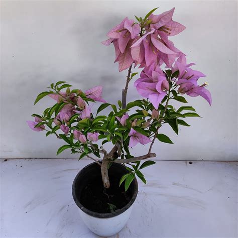 Bougainvillea Silhouette Purple Nurserybuy