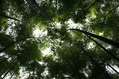 Background Foto Hutan Bambu Tinggi Hijau Di Bawah Lensa Hutan Bambu Hijau Tinggi Dan Besar