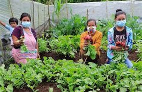 Huertos Familiares De M Xico Journalmex