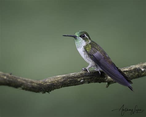 Green-throated Mountain-gem — Anthony Lujan