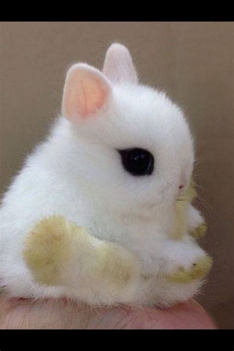 Cutest Bunny Ever Baby Animals Funny Cute Baby Bunnies Baby Animals