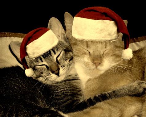 Christmas Cats Flickr Photo Sharing