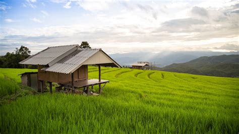 Premium Photo Wooden House In A Terraced Rice Field Filled With Rice