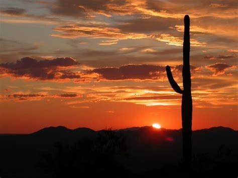 Arizona State Symbols How Many Do You Know