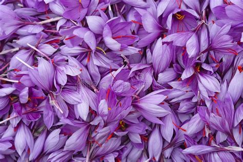 Harvest Flowers of Saffron after Collection. Crocus Sativus, Commonly ...