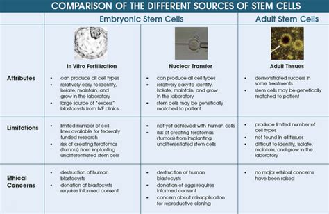 Classes of stem cells - Explore Stem Cells