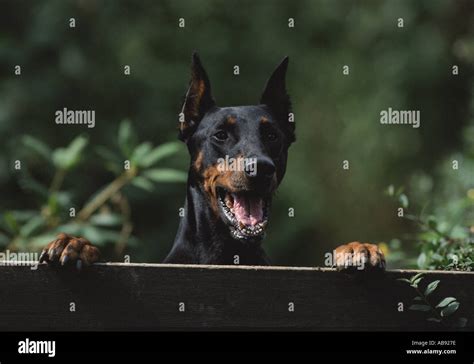 Doberman barking hi-res stock photography and images - Alamy