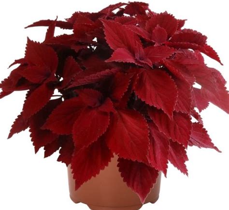 You Searched For Coleus Griffin Greenhouse Supplies