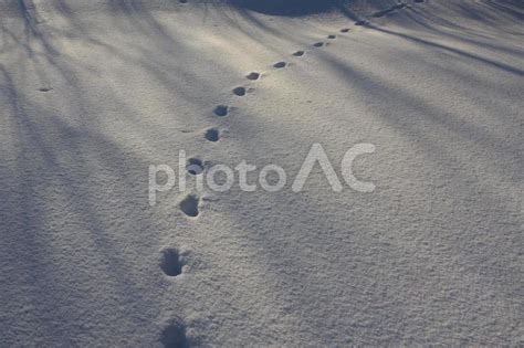 雪の上の足跡 No 28446543｜写真素材なら「写真ac」無料（フリー）ダウンロードok