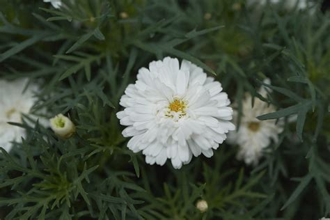 Paris Daisy Argyranthemum Frutescens Also Known As Marguer Flickr