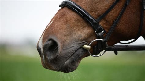 Horse Tack: Bits-Types And How To Choose The Right One