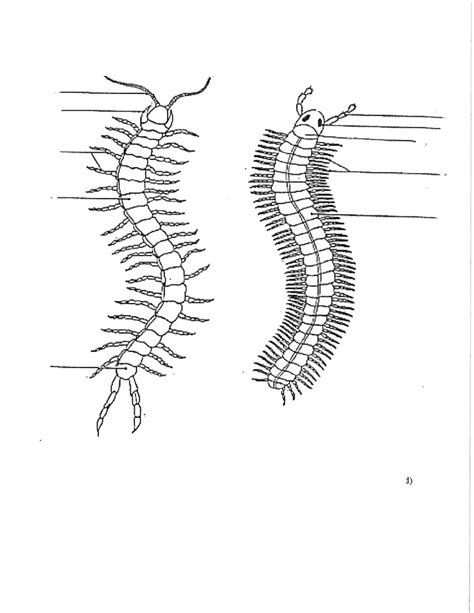 Millipede/Centipede Anatomy Diagram | Quizlet