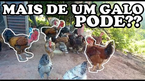 Cria O De Galinhas Criar Dois Galos Juntos Pode Youtube