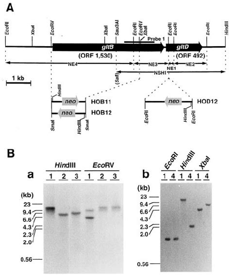 Physical Map Of Nadh Gogat Gene A And Southern Analysis Of The Genome