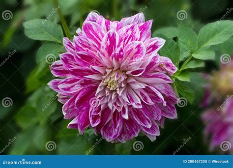 Closeup Of A Dahlia Purple Explosion Flower Stock Photo Image Of